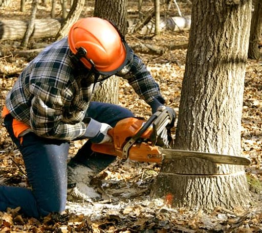 Tree Removal in Fanrock, WV